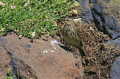 Rock Pipit